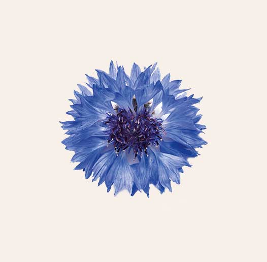 fleur de bleuet bio