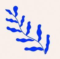 illustration algues bleu - droit SARAH MARTIN pour EQUILIBRE CBD