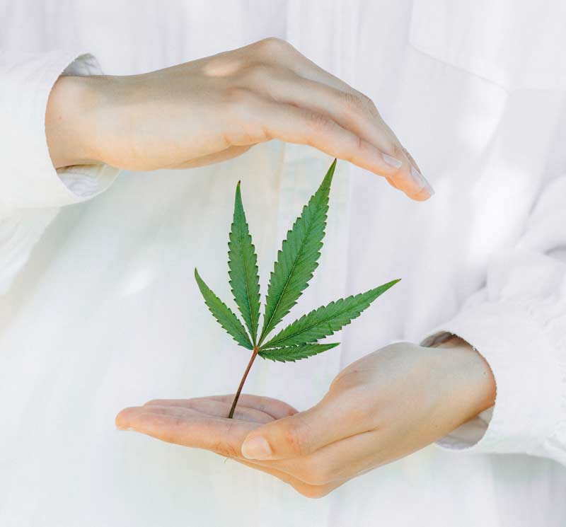 fleur de cannabis médicinal