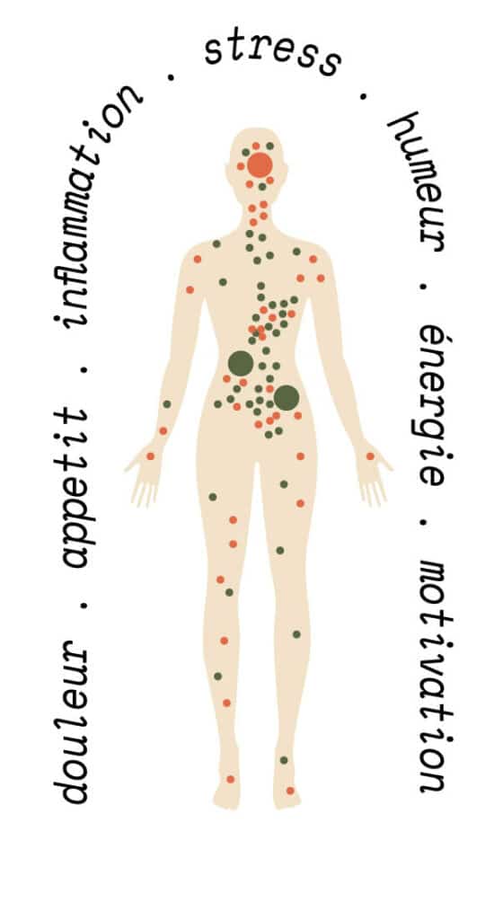 schéma corps humain avec récepteurs CB1 CB2 canabinnoïdes