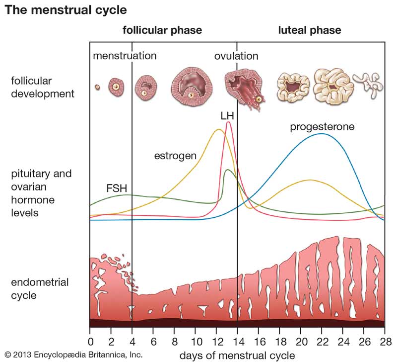 schéma du cycle menstruel feminin
