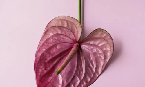 Augmenter sa libido naturellement : 5 pistes