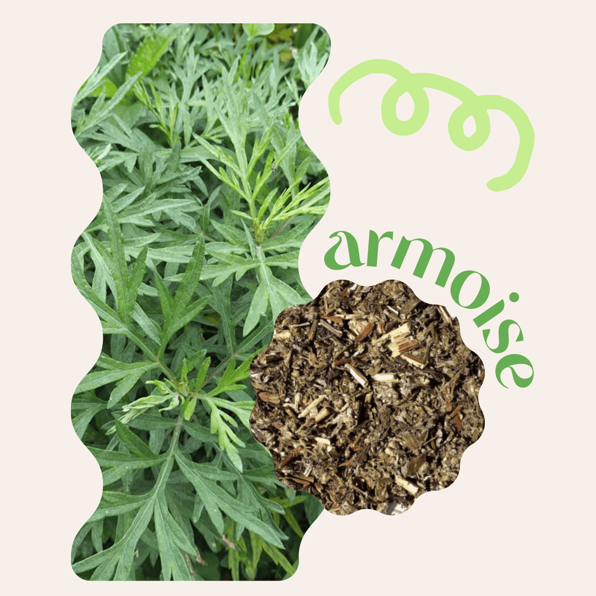 Quelles plantes peut-on fumer et pourquoi ? | Equilibre CBD