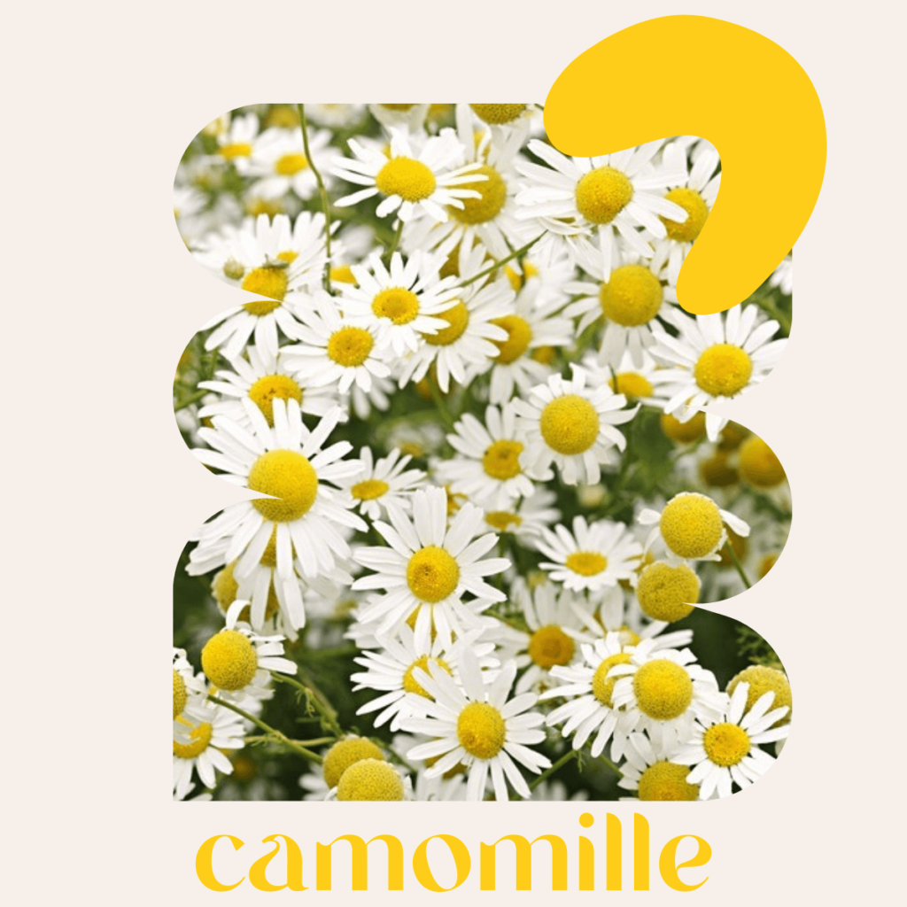 Plante à fumer : la camomille