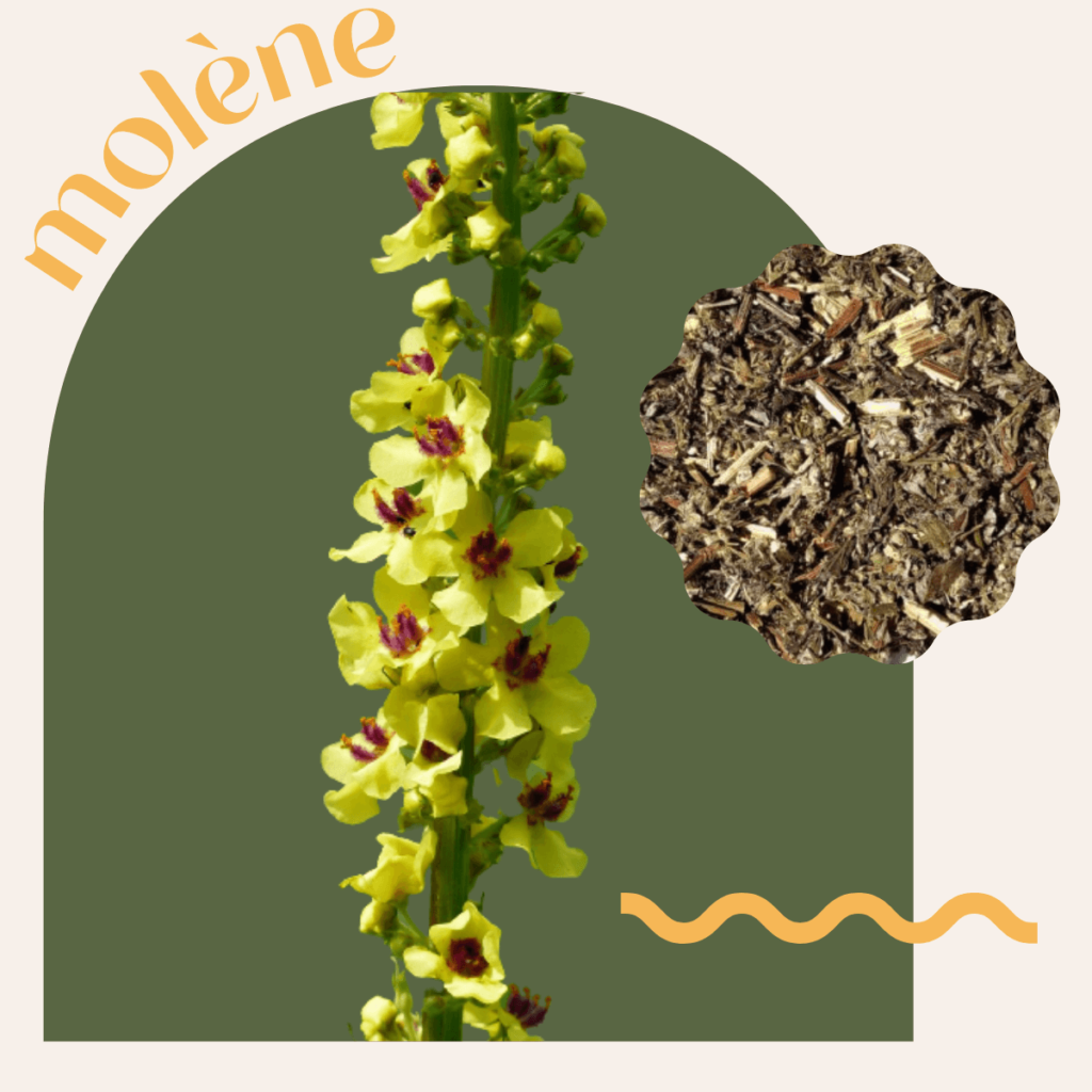 Plante à fumer : molène (fleurs et feuilles)