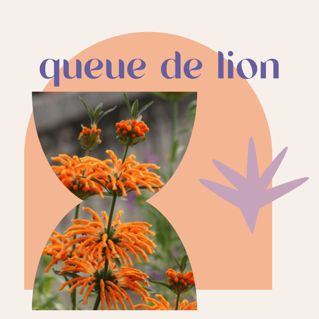 Plante à fumer : queue de lion (wild dagga) (fleurs)