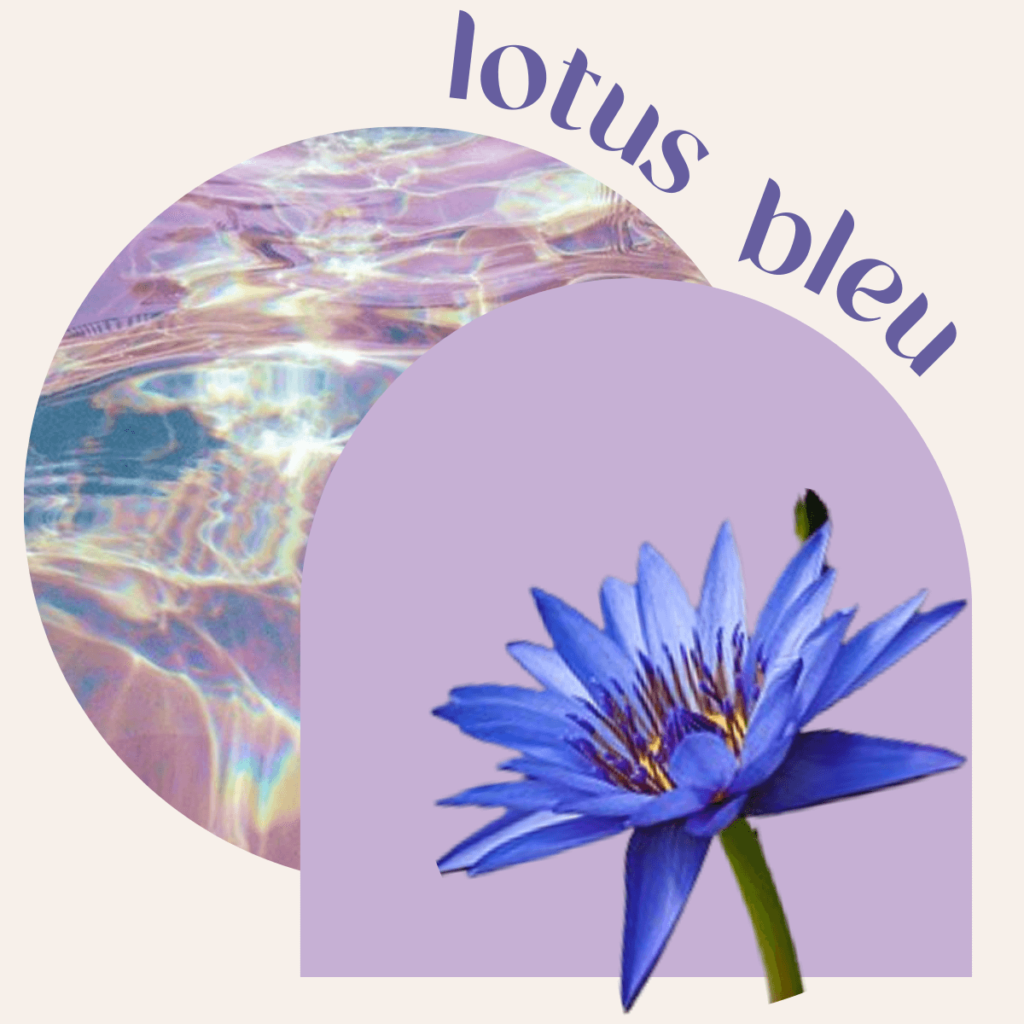 Plante à fumer : lotus bleu