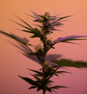 Are all the ingredients organic for Cornbread Hemp CBD Sleep Gummies?