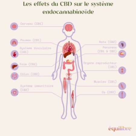 7 Bienfaits Du CBD Pour Votre Santé | Equilibre CBD