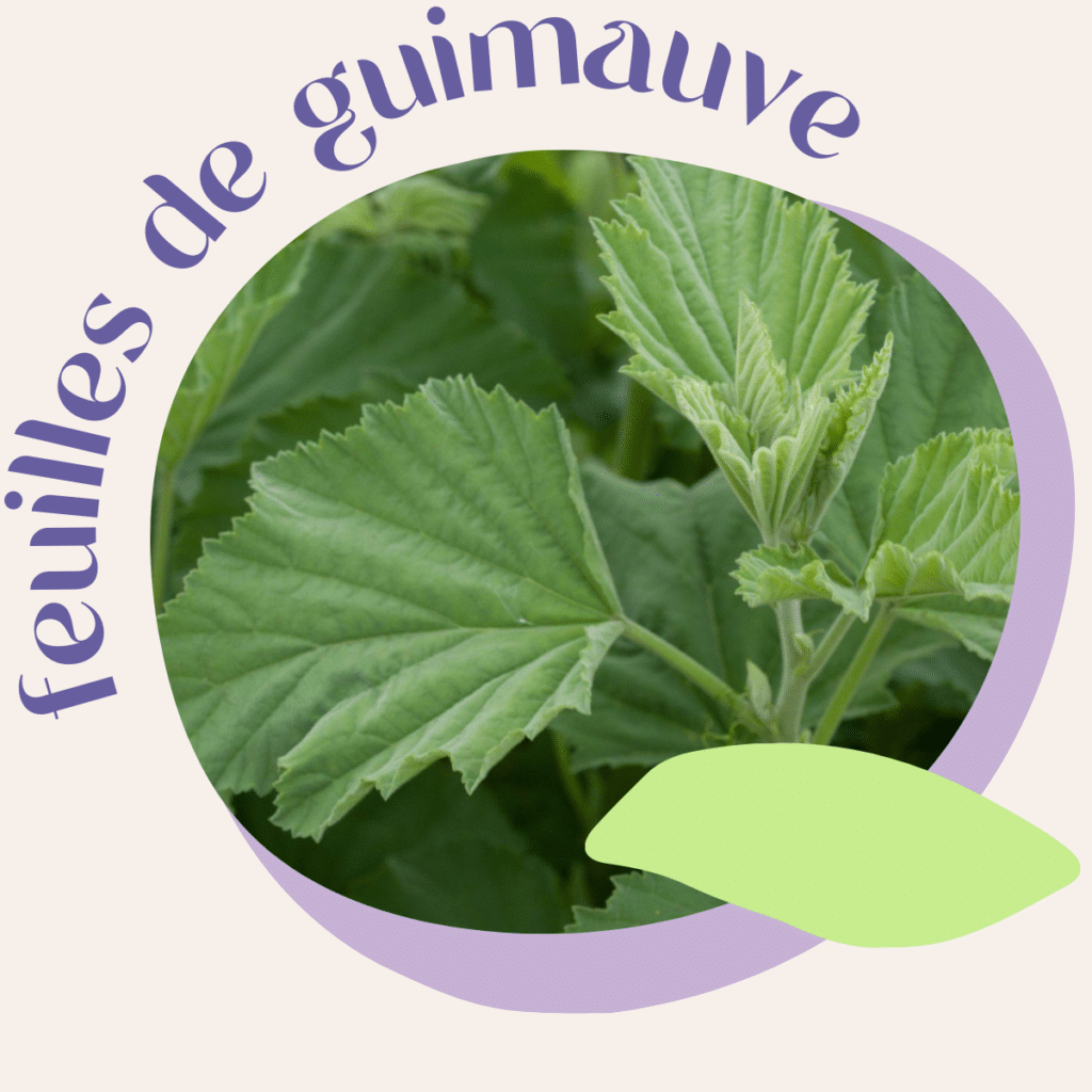 Plantes à fumer : feuilles de guimauve