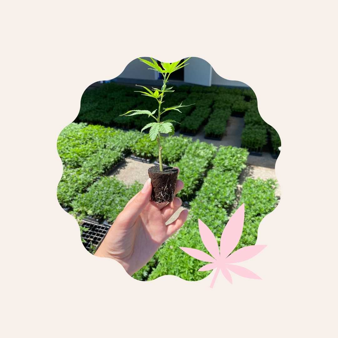 CBD, chanvre et cannabis, faites la différence — free download